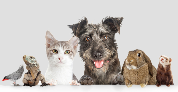 animals